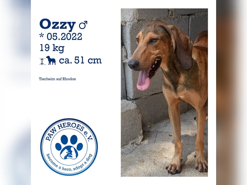 Junghund OZZY (knapp 2 Jahre) sucht eine Familie!