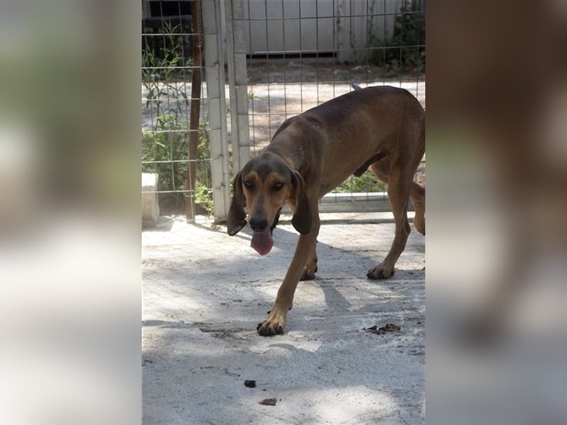 Junghund OZZY (knapp 2 Jahre) sucht eine Familie!