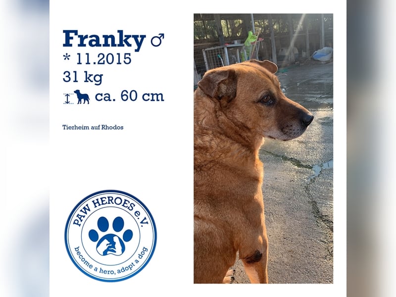 Sanfter und liebevoller Oldie FRANKY sucht ein Zuhause!