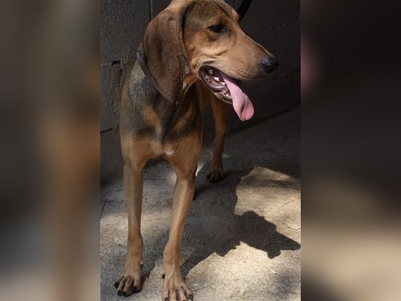 Junghund OZZY (knapp 2 Jahre) sucht eine Familie!