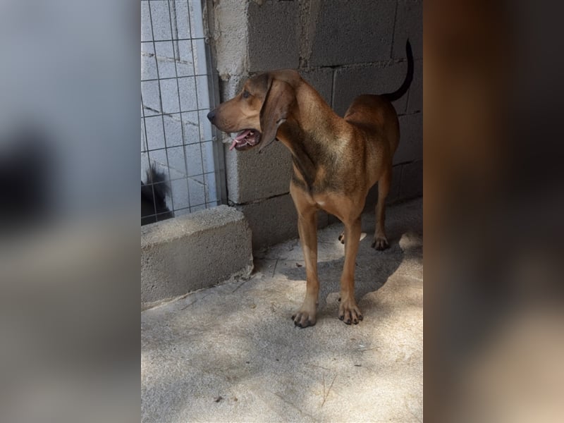 Junghund OZZY (knapp 2 Jahre) sucht eine Familie!
