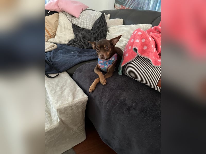 Toller Maksik sucht liebevolles Zuhause