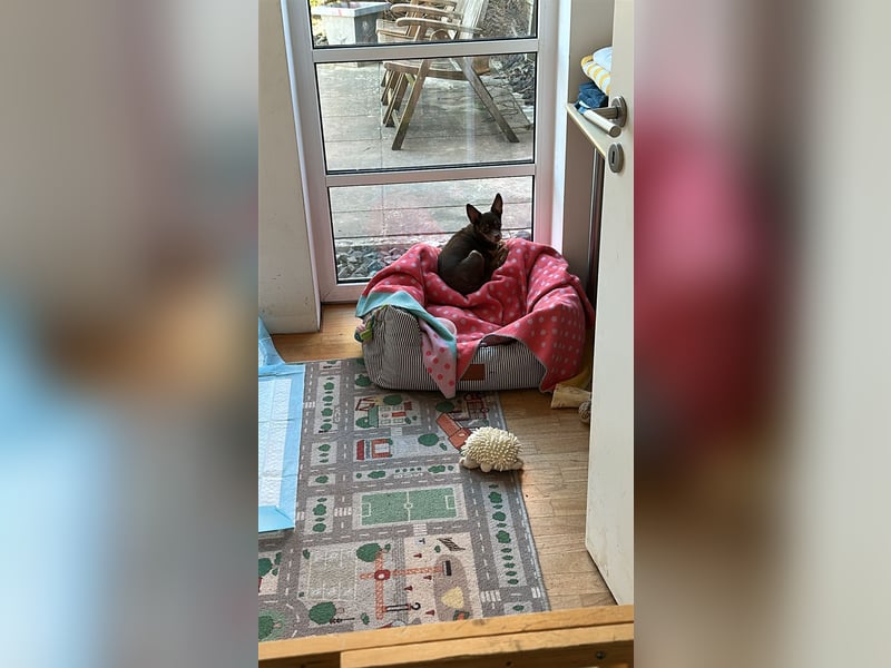Toller Maksik sucht liebevolles Zuhause