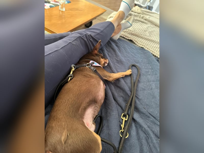 Toller Maksik sucht liebevolles Zuhause