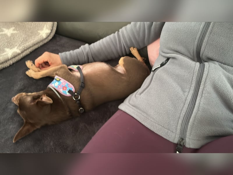 Toller Maksik sucht liebevolles Zuhause