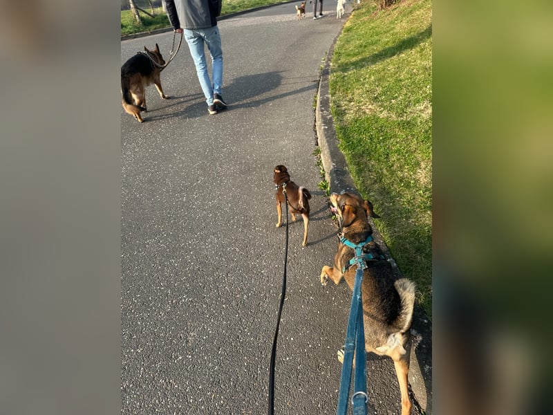 Toller Maksik sucht liebevolles Zuhause
