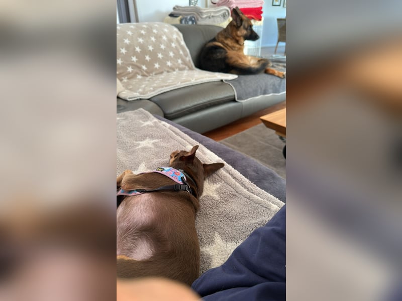 Toller Maksik sucht liebevolles Zuhause