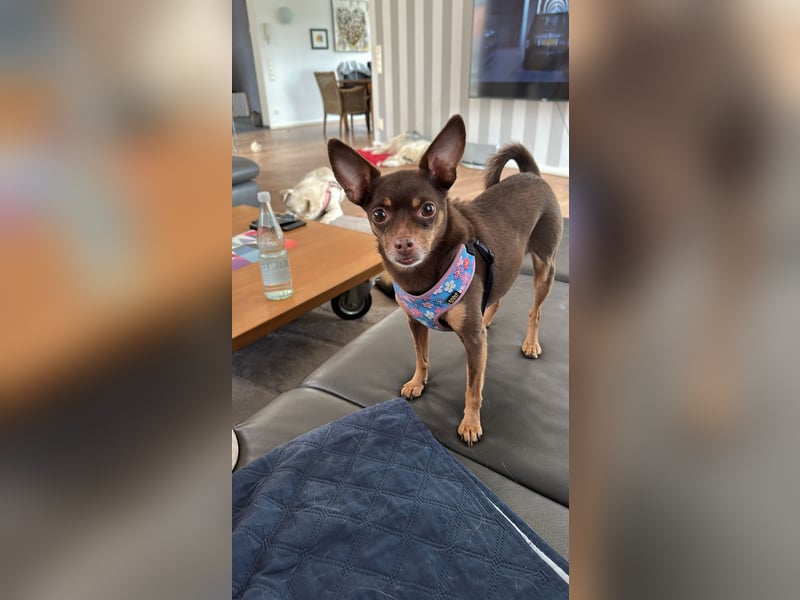 Toller Maksik sucht liebevolles Zuhause