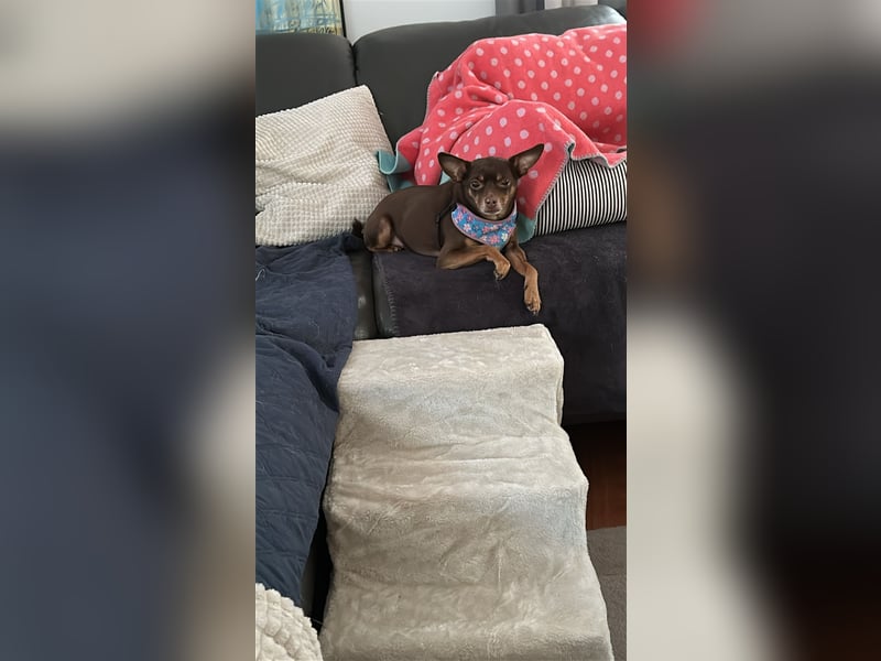 Toller Maksik sucht liebevolles Zuhause