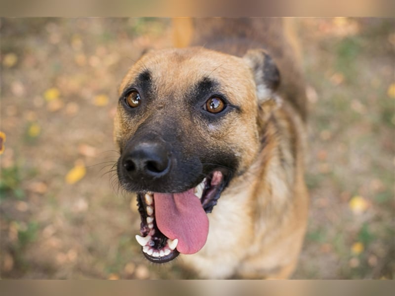 Chip 224520: Sucht ein Zuhause