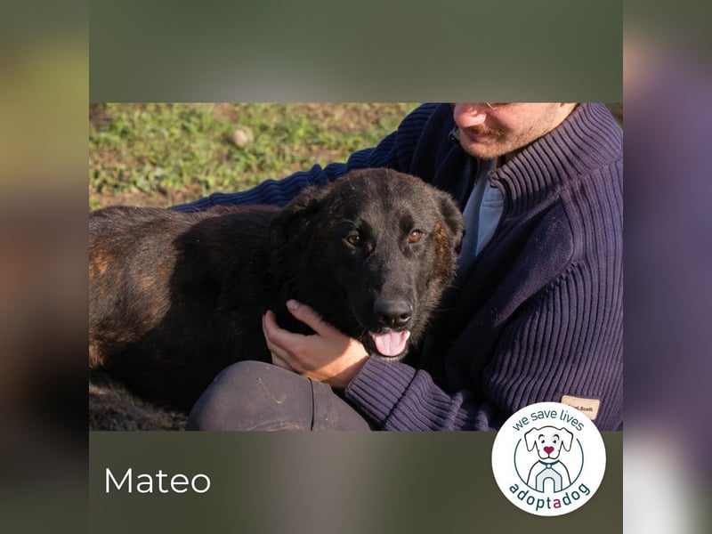Mateo: sucht Geborgenheit