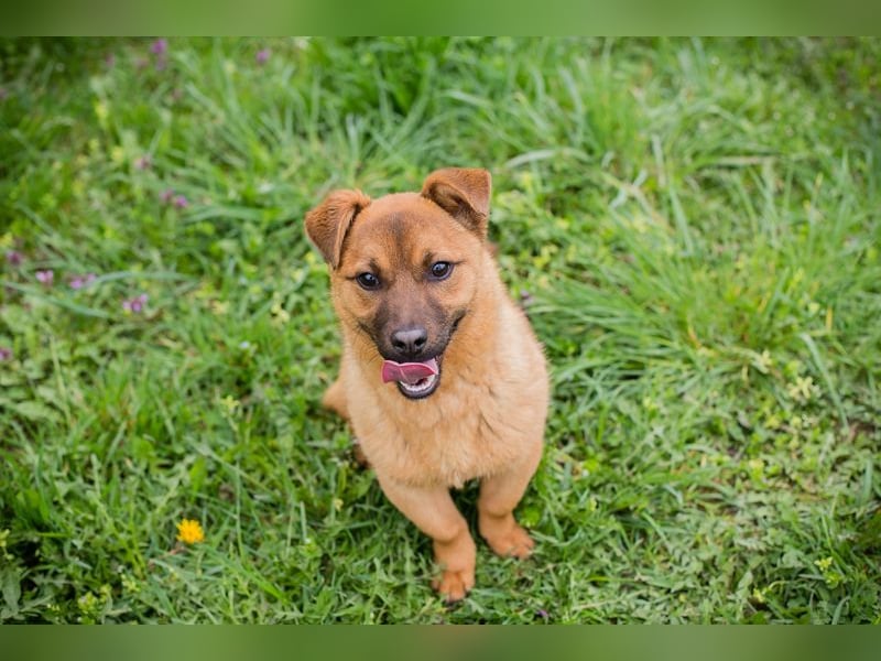 Raffi: Hundekind sucht ein Zuhause