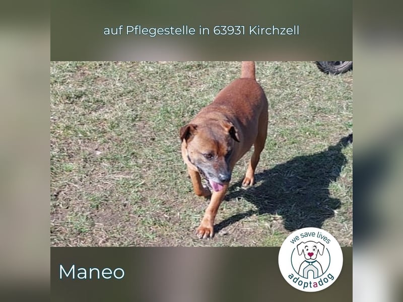 Maneo: ein sanfter Herzenshund in 63931 Kirchzell