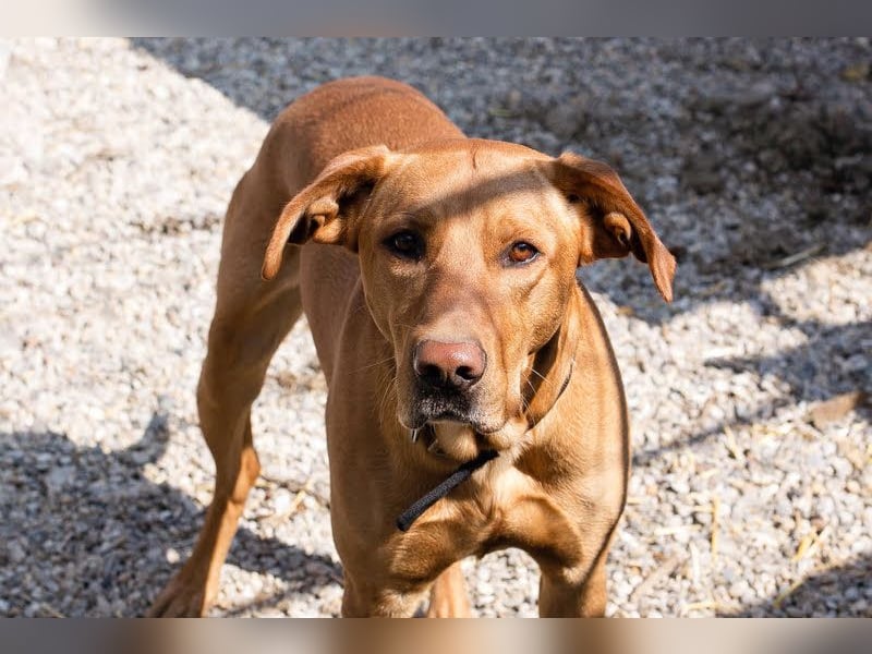 Nougat – Sucht Menschen mit Hundeverstand