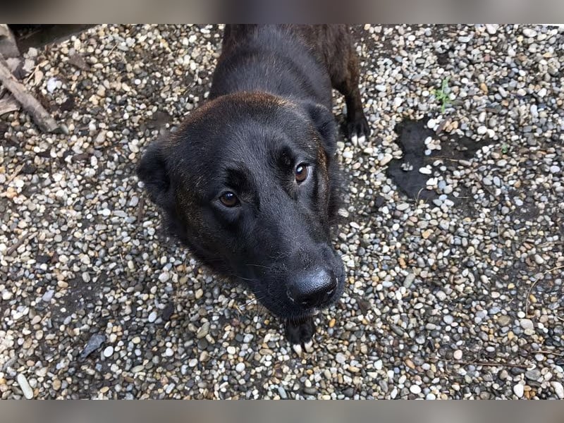 Mateo: sucht Geborgenheit