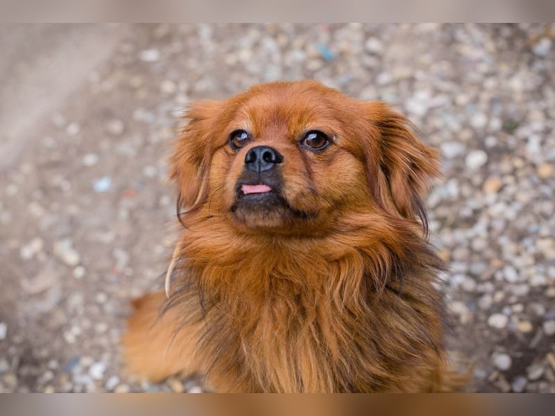 Chip 262051: Sucht ein Zuhause