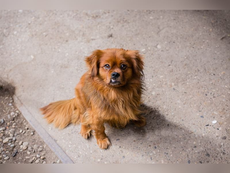 Chip 262051: Sucht ein Zuhause