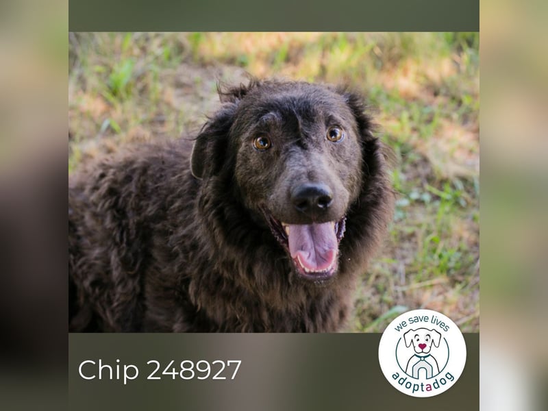 Chip 248927: sucht ein Zuhause