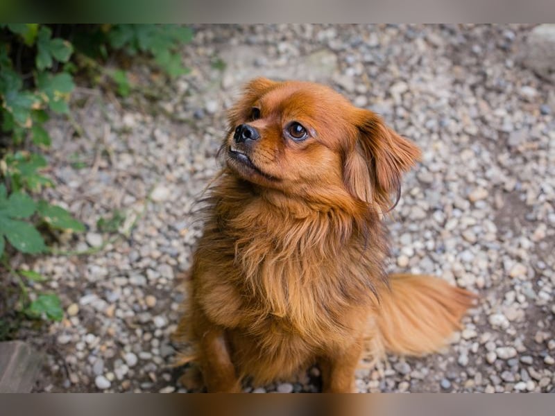 Chip 262051: Sucht ein Zuhause