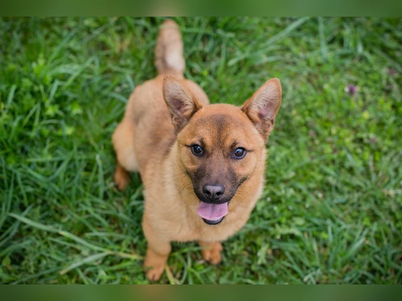 Raffi: Hundekind sucht ein Zuhause