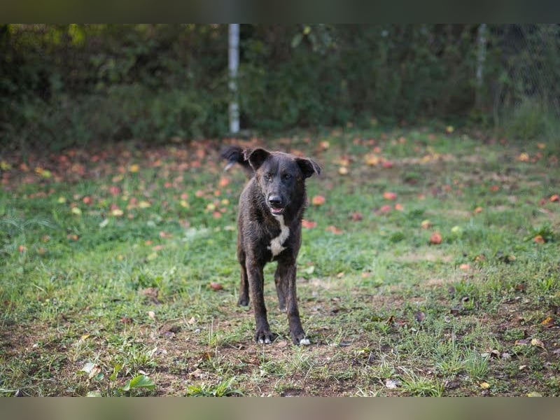 Mateo: sucht Geborgenheit