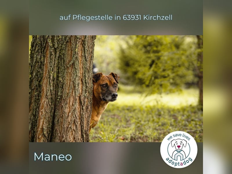 Maneo: ein sanfter Herzenshund in 63931 Kirchzell