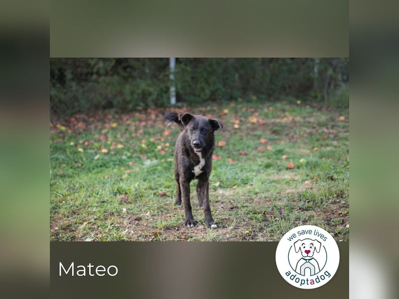 Mateo: sucht Geborgenheit