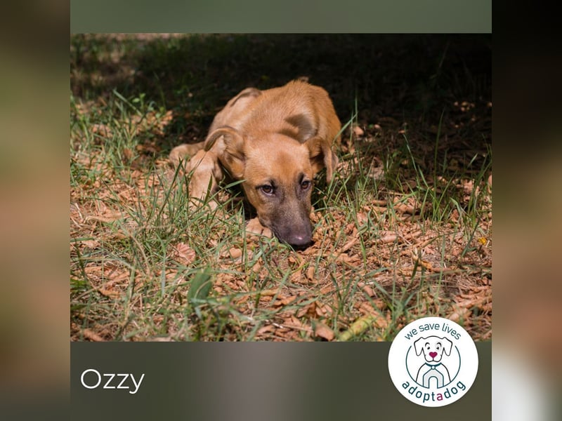 Ozzy: Sanfte Seele mit Schlappohren