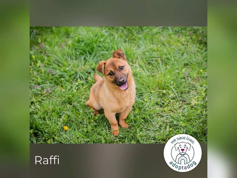 Raffi: Hundekind sucht ein Zuhause
