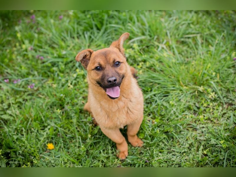 Raffi: Hundekind sucht ein Zuhause