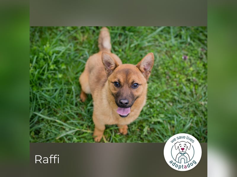 Raffi: Hundekind sucht ein Zuhause