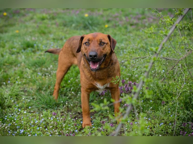 Rusty wartet auf seine Menschen