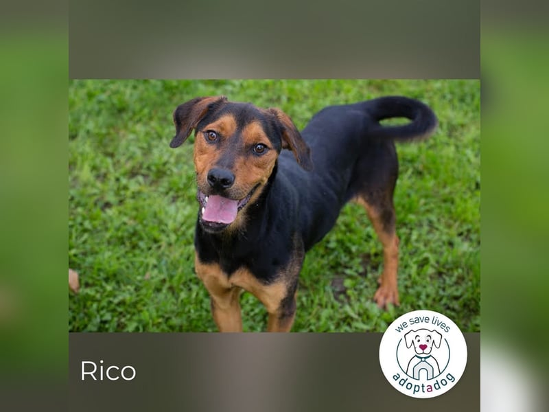 Rico – Findet der kleine Sausewind bei dir seinen Platz? 