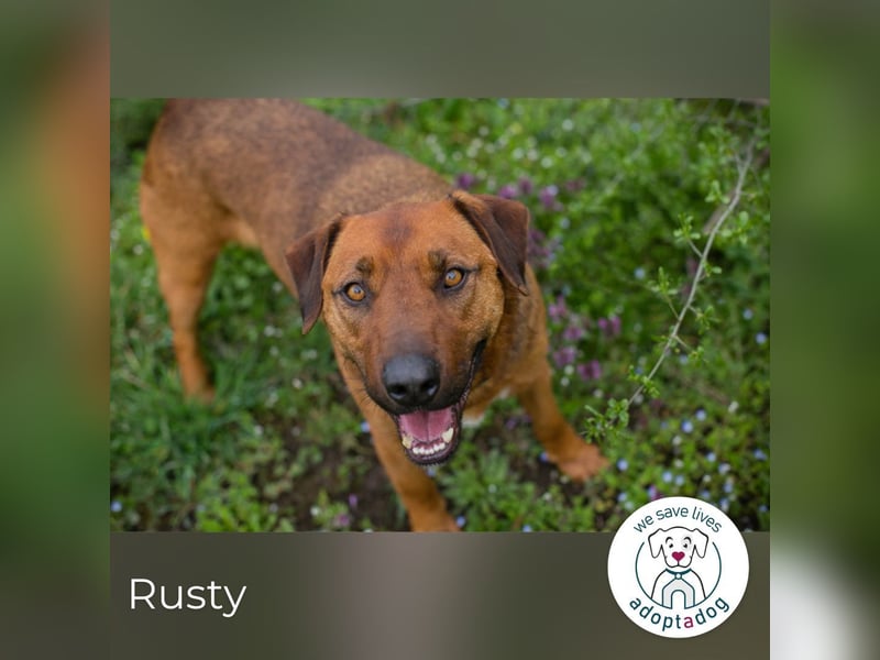 Rusty wartet auf seine Menschen