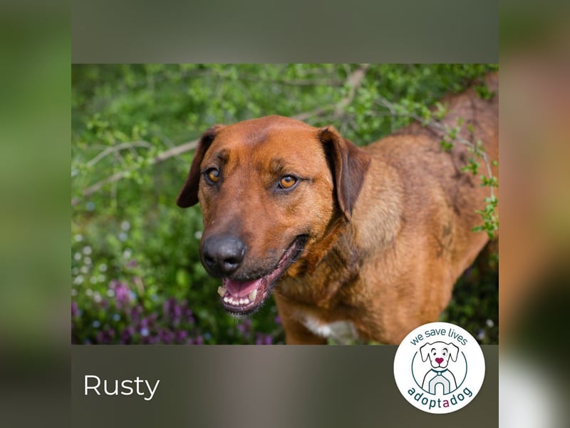 Rusty wartet auf seine Menschen
