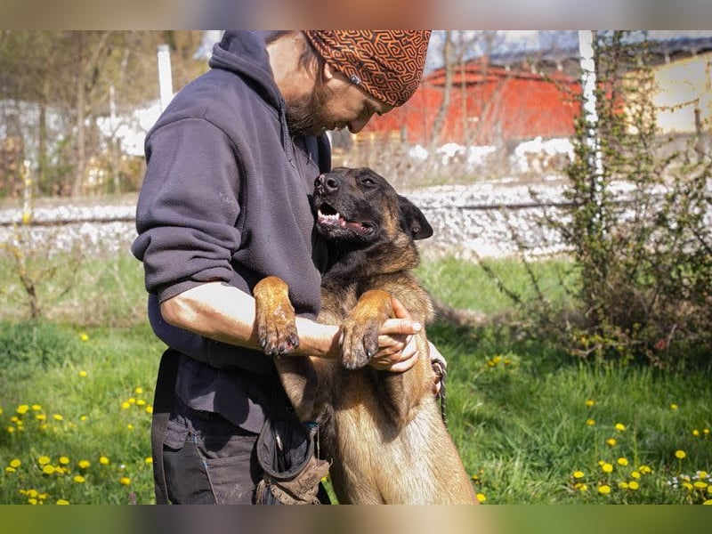 Olli: Liebenswertes Herz auf vier Pfoten
