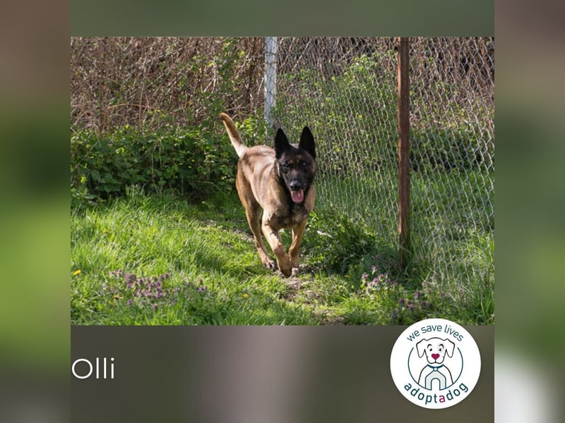 Olli: Liebenswertes Herz auf vier Pfoten