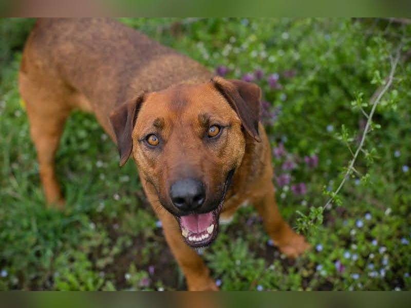 Rusty wartet auf seine Menschen