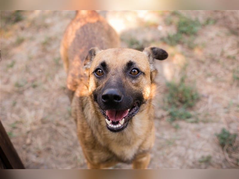 Chip 224520: Sucht ein Zuhause