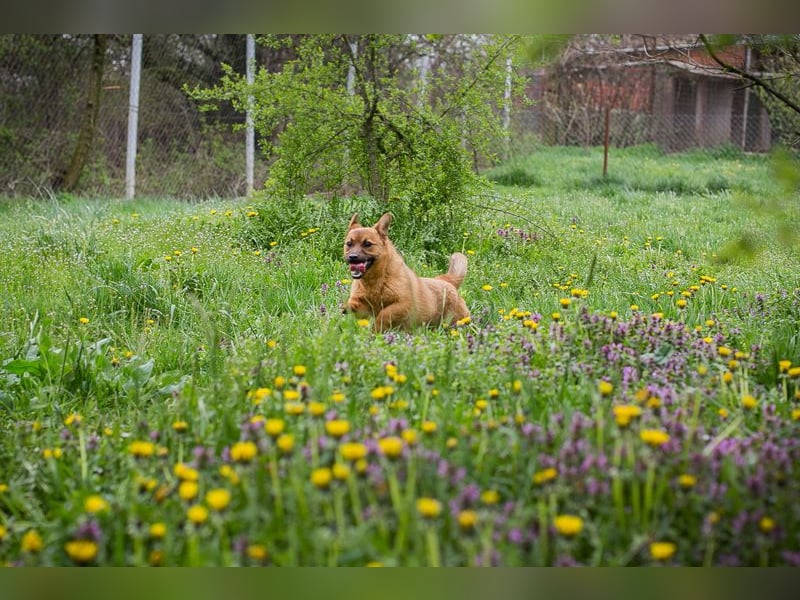 Raffi: Hundekind sucht ein Zuhause