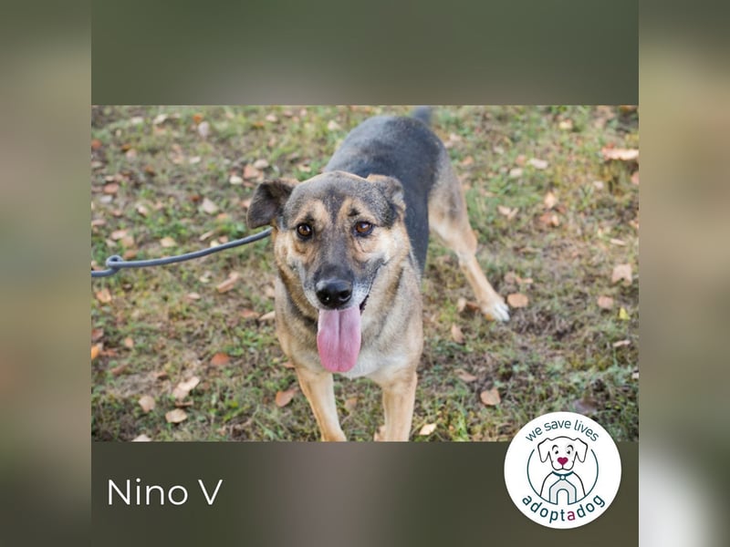 Nino V.: Sportskanone sucht Zuhause