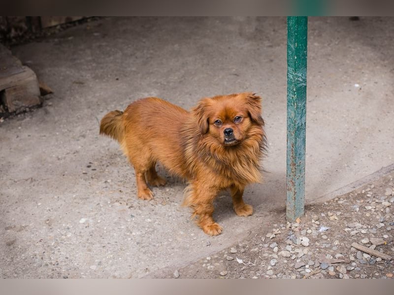 Chip 262051: Sucht ein Zuhause