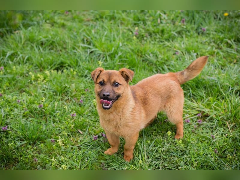 Raffi: Hundekind sucht ein Zuhause