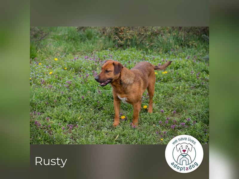 Rusty wartet auf seine Menschen