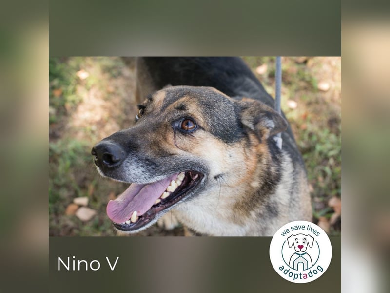 Nino V.: Sportskanone sucht Zuhause