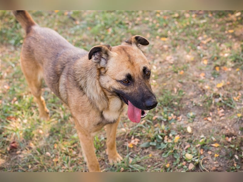 Chip 224520: Sucht ein Zuhause