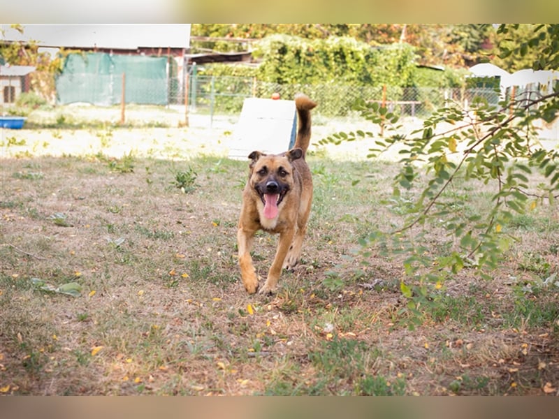 Chip 224520: Sucht ein Zuhause