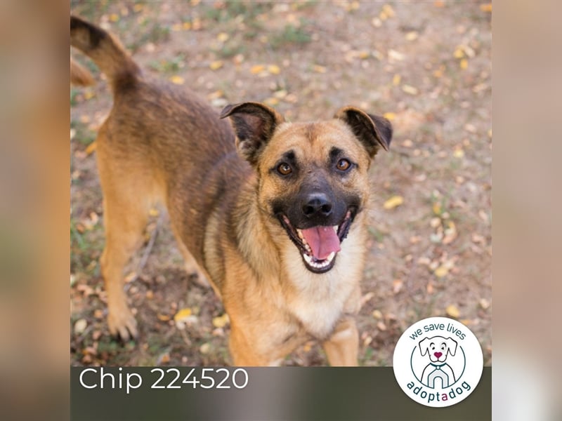 Chip 224520: Sucht ein Zuhause