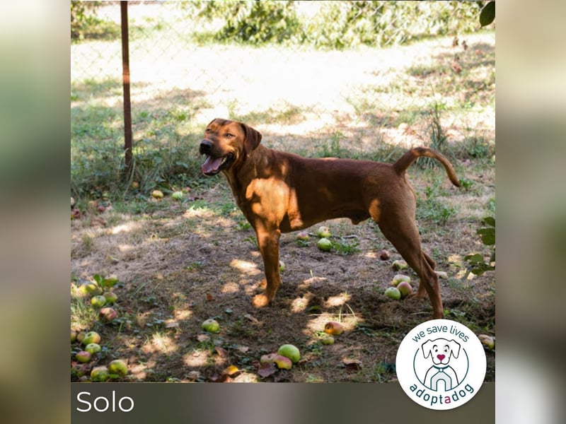 Solo: Sonnenschein auf vier Pfoten