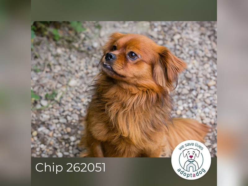 Chip 262051: Sucht ein Zuhause